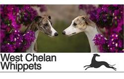 West Chelan Whippets