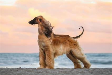 Levriero Afghano/Afghan Hound