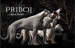 Priboj