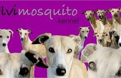 Elvimosquito