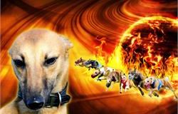 Allevamento Firebomb